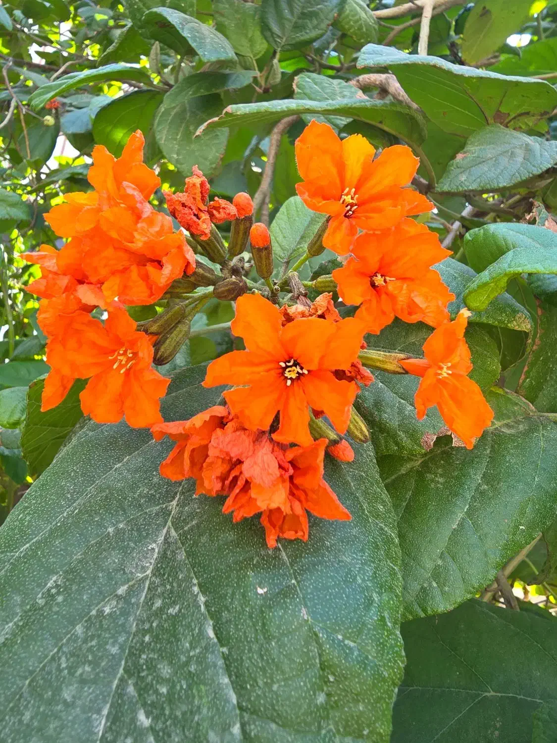 فروش دهکده ساحلی ویو کامل دریا|فروش آپارتمان|کیش, |دیوار