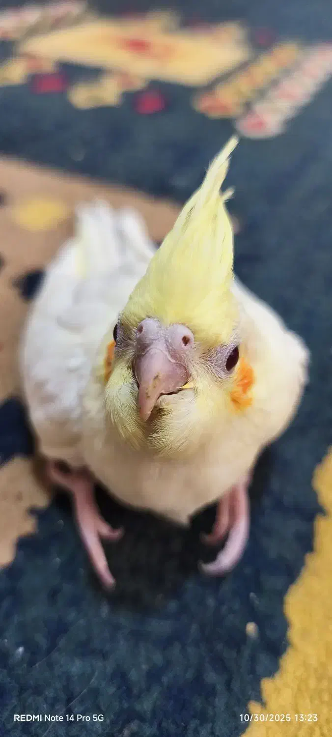 عروس هلندی لوتینو سرلاکی|پرنده|زرقان, |دیوار