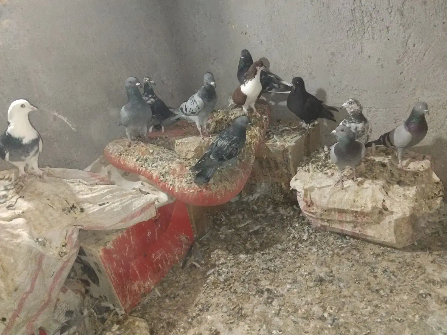 کبوتر فروشی|پرنده|زهک, |دیوار