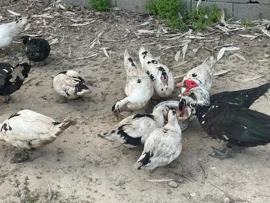 فروش اردک اسراییلی|حیوانات مزرعه|چالوس, |دیوار