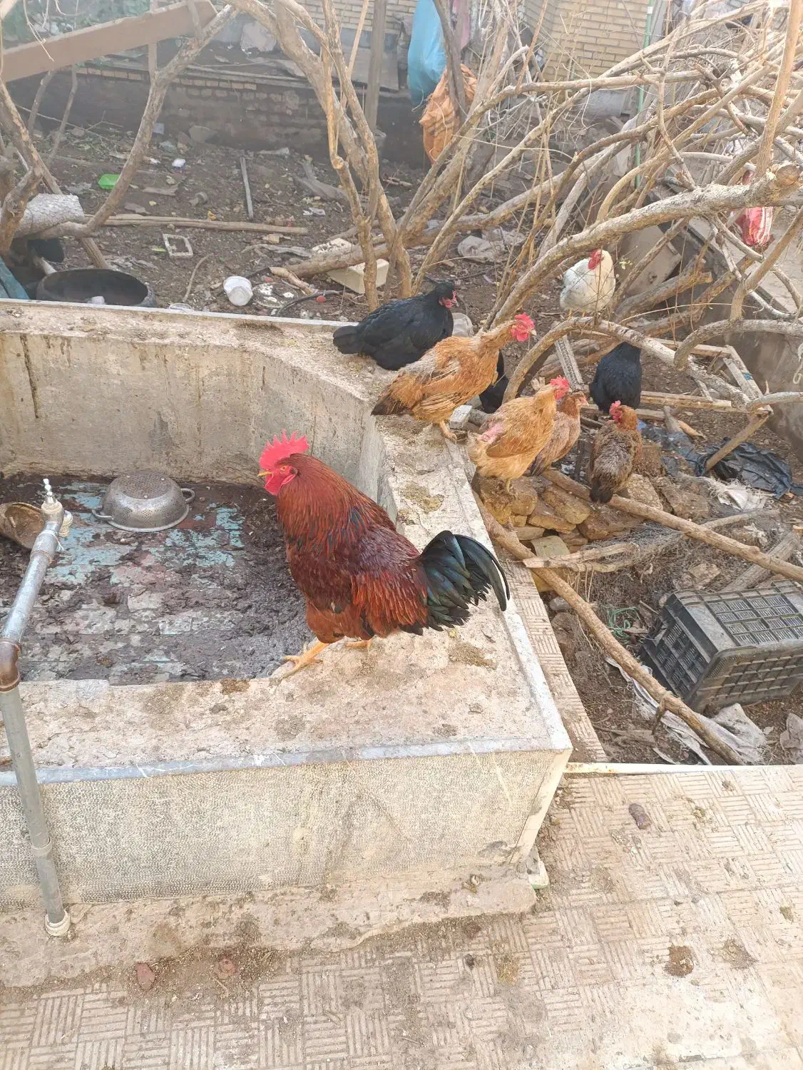 خروس رسمی ده ماهه|پرنده|یزد, |دیوار