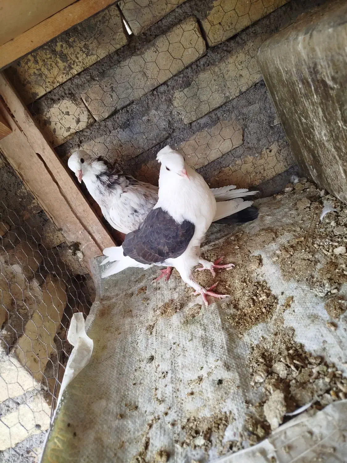 کبوتر|پرنده|زارچ, |دیوار