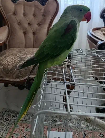 جوجه نر ۶ ماهه شاه طوطی اسکندری|پرنده|فردیس, منظریه|دیوار