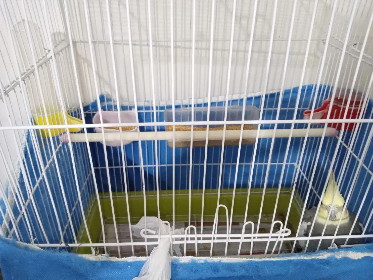 عروس هلندی|پرنده|تهران, سبلان (لشگر)|دیوار