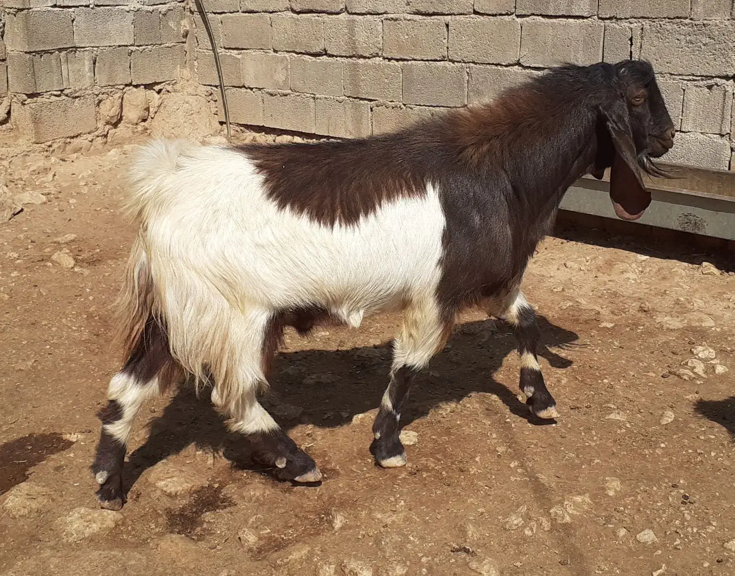 ساورن پاکستانی|حیوانات مزرعه|دالاهو, |دیوار