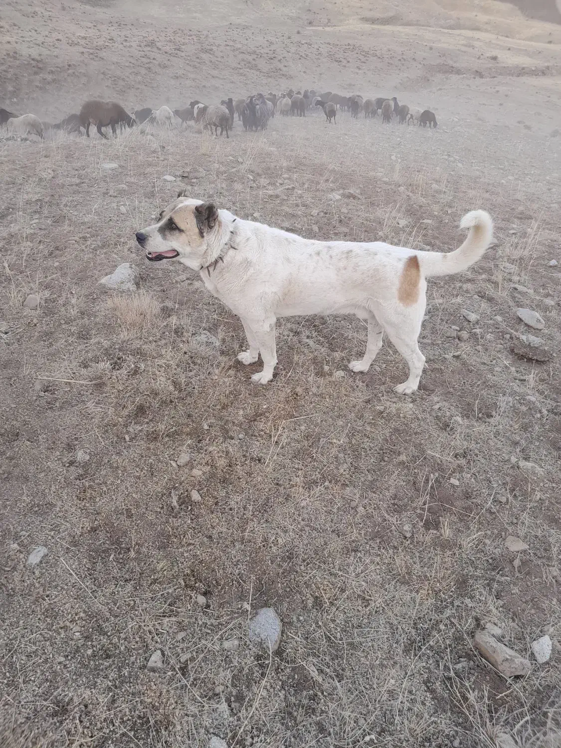 فروش سگ گله|سگ|هادی شهر, |دیوار