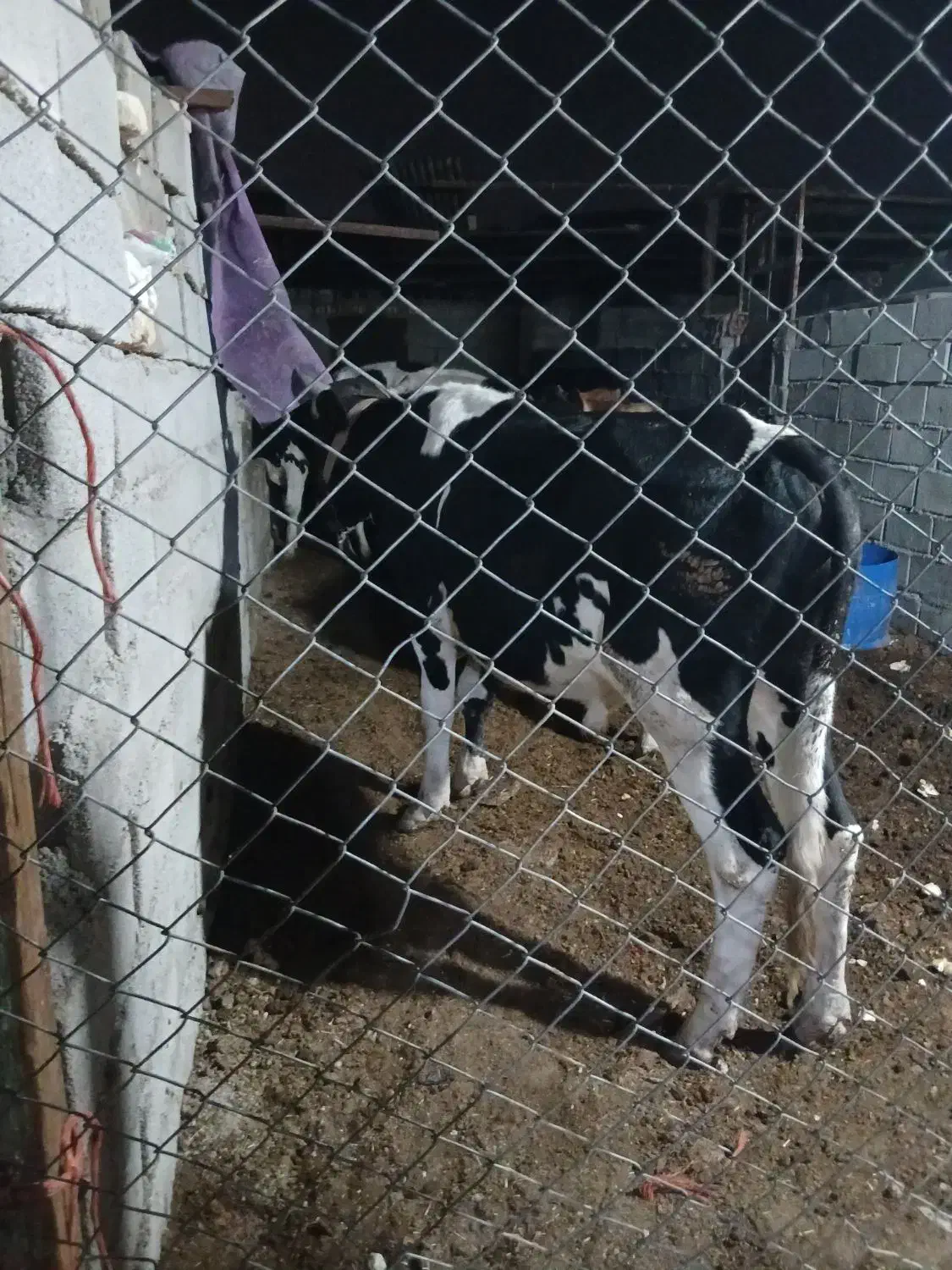 گوساله نر|حیوانات مزرعه|آبادان, |دیوار