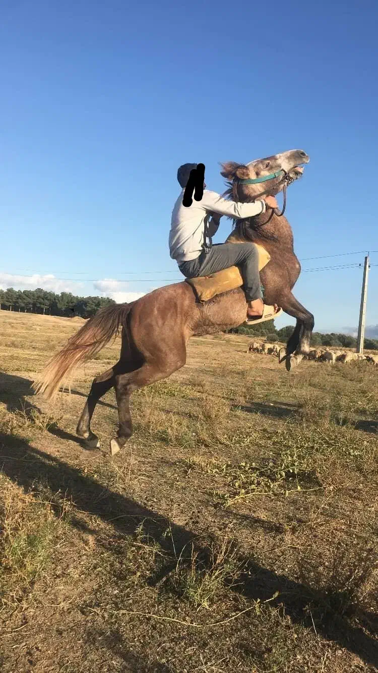 اسب مادیان کرد|اسب و تجهیزات اسبسواری|قشلاق دشت, |دیوار