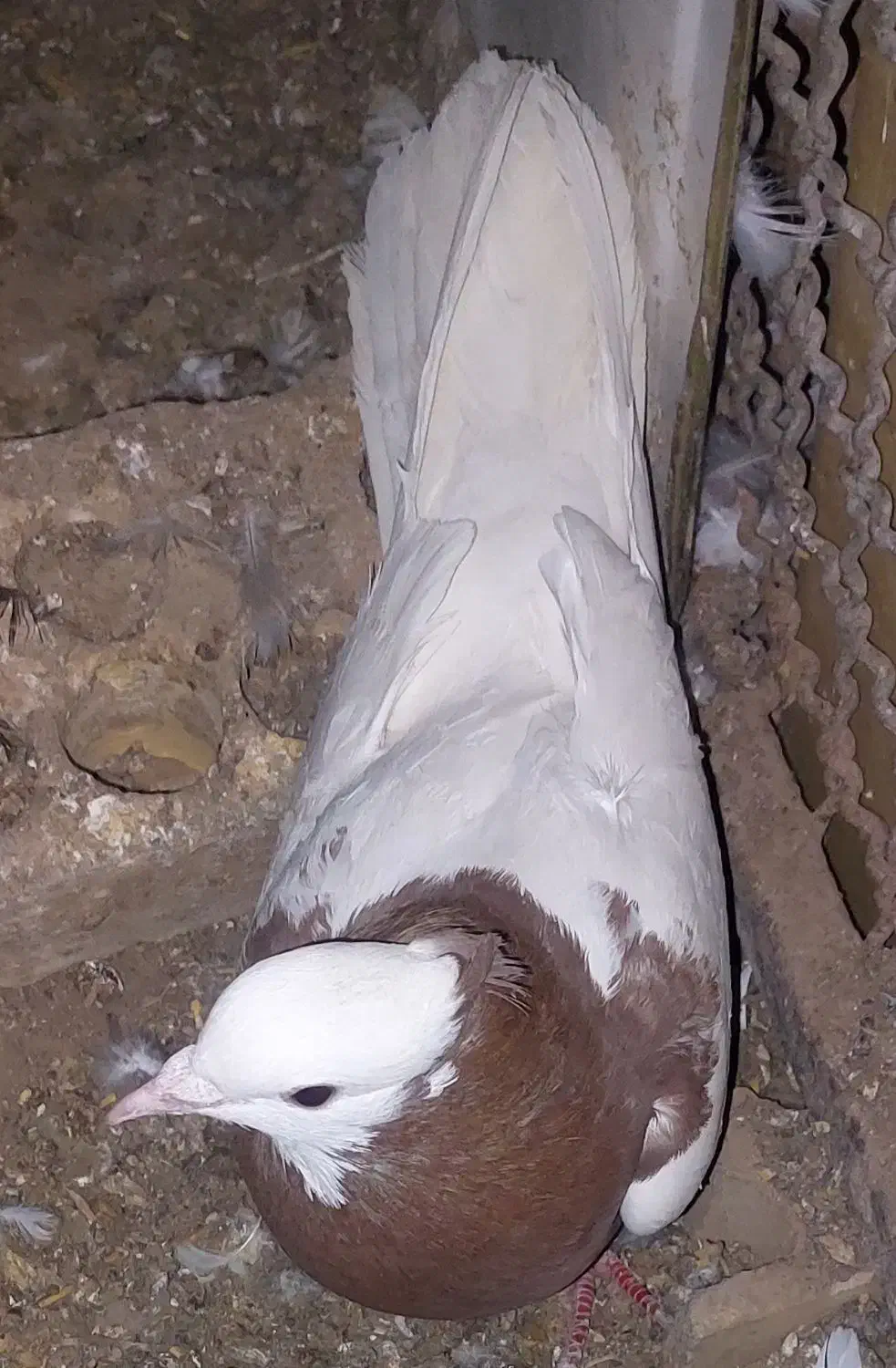 طوقی|حراج|رفسنجان, |دیوار