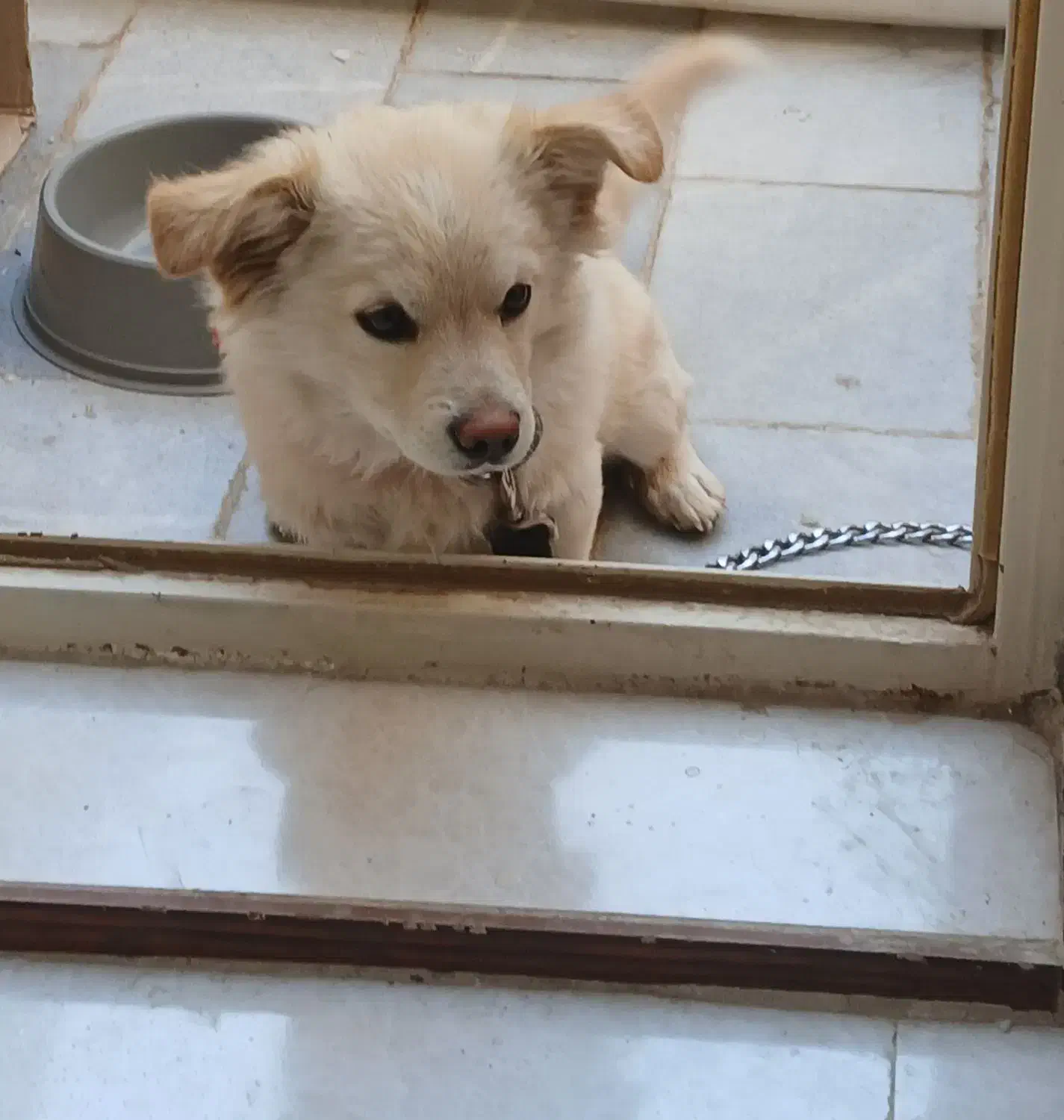 سگ اشپیتز|سگ|حمیدیا, |دیوار