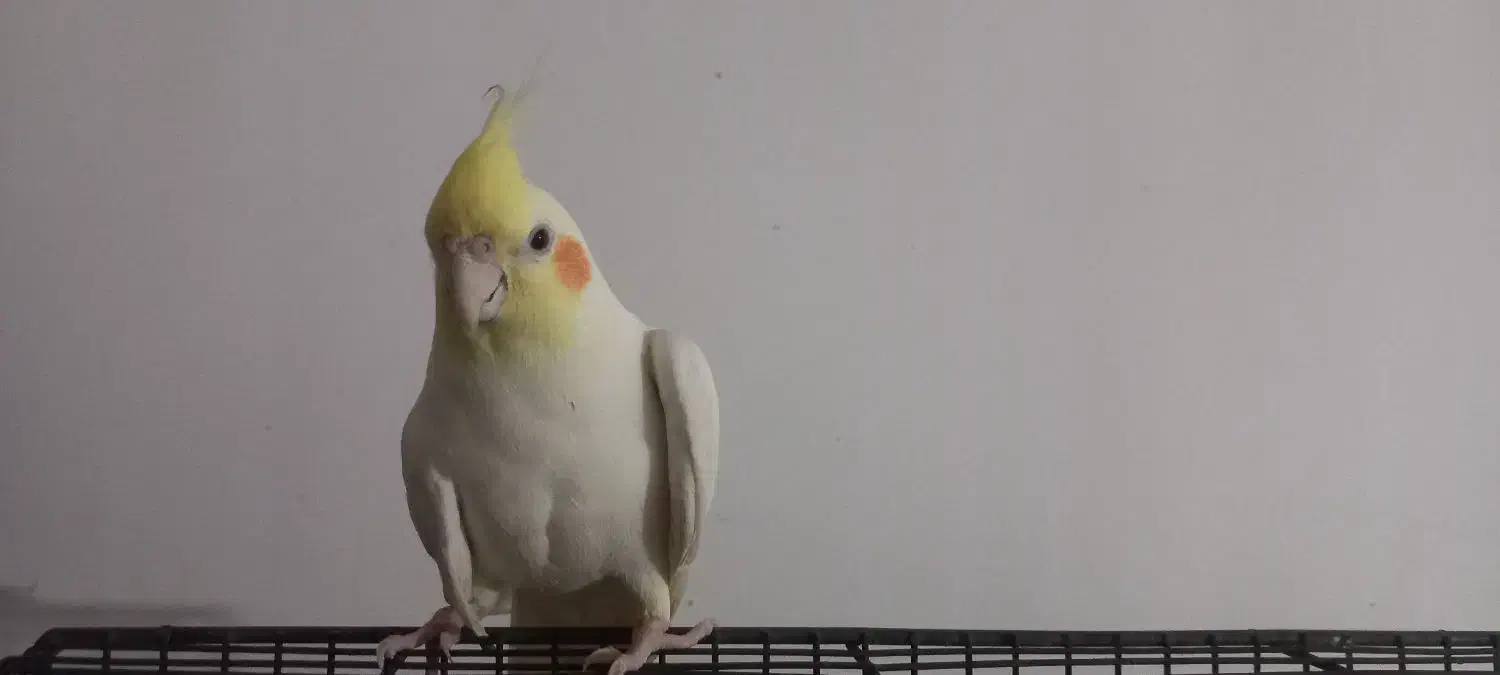 عروس هلندی|پرنده|هامون, |دیوار