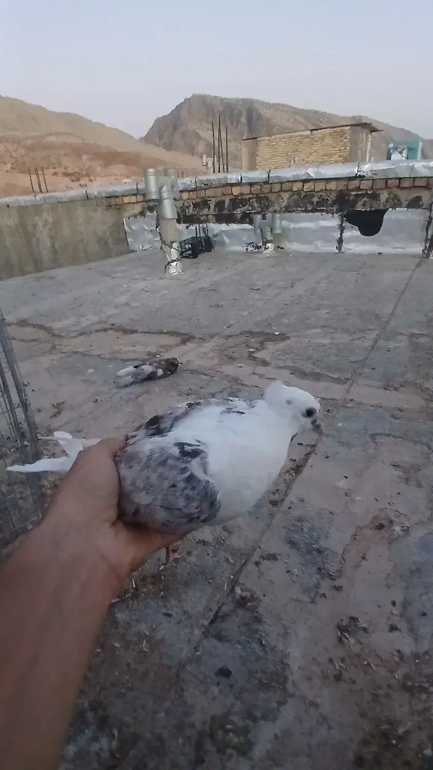 کبوتر معاوضه|پرنده|سیروان, |دیوار