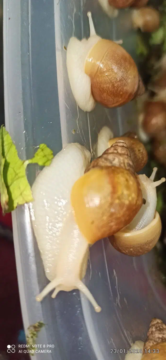 حلزون اچاتینا درمانی|خزنده|اصفهان, میرعماد|دیوار