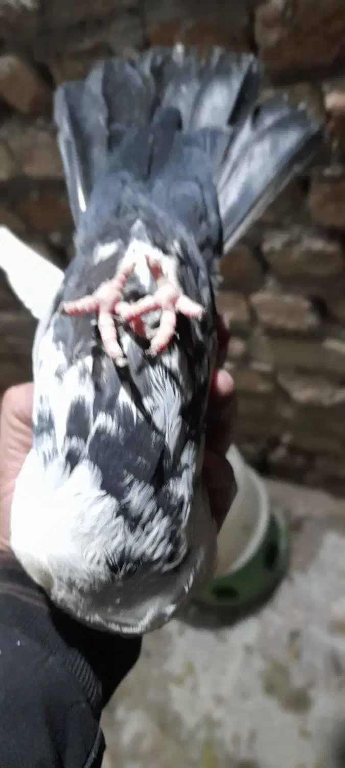 ماده دمی|پرنده|بروجرد, |دیوار