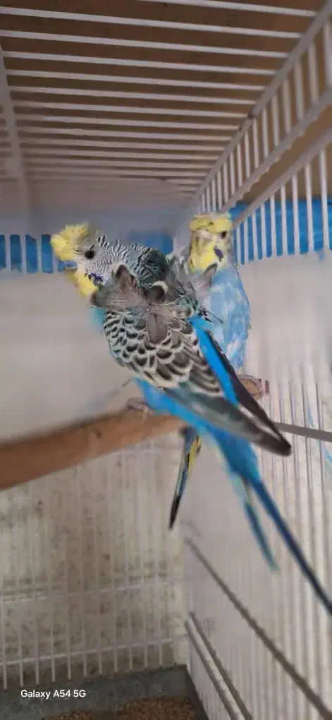 مرغ عشق پروانه ای|پرنده|بندرعباس, |دیوار