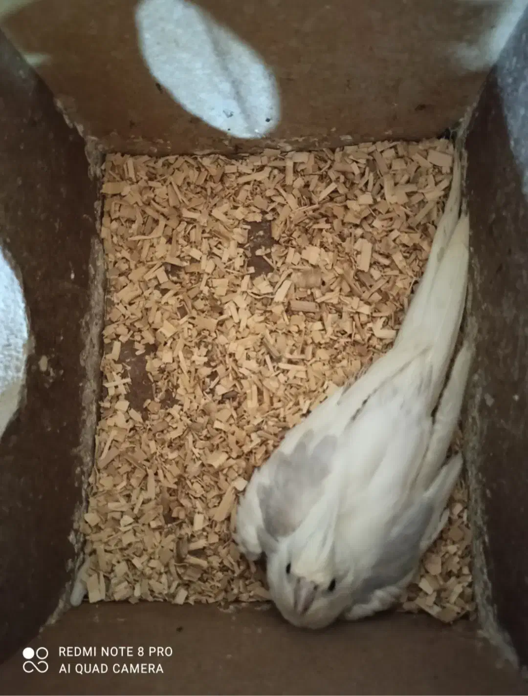 عروس هلندی مولد|پرنده|ایوان, |دیوار