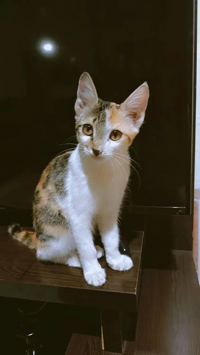 واگذاری بچه گربه ۴ ماهه کالیکو|گربه|گرمسار, |دیوار