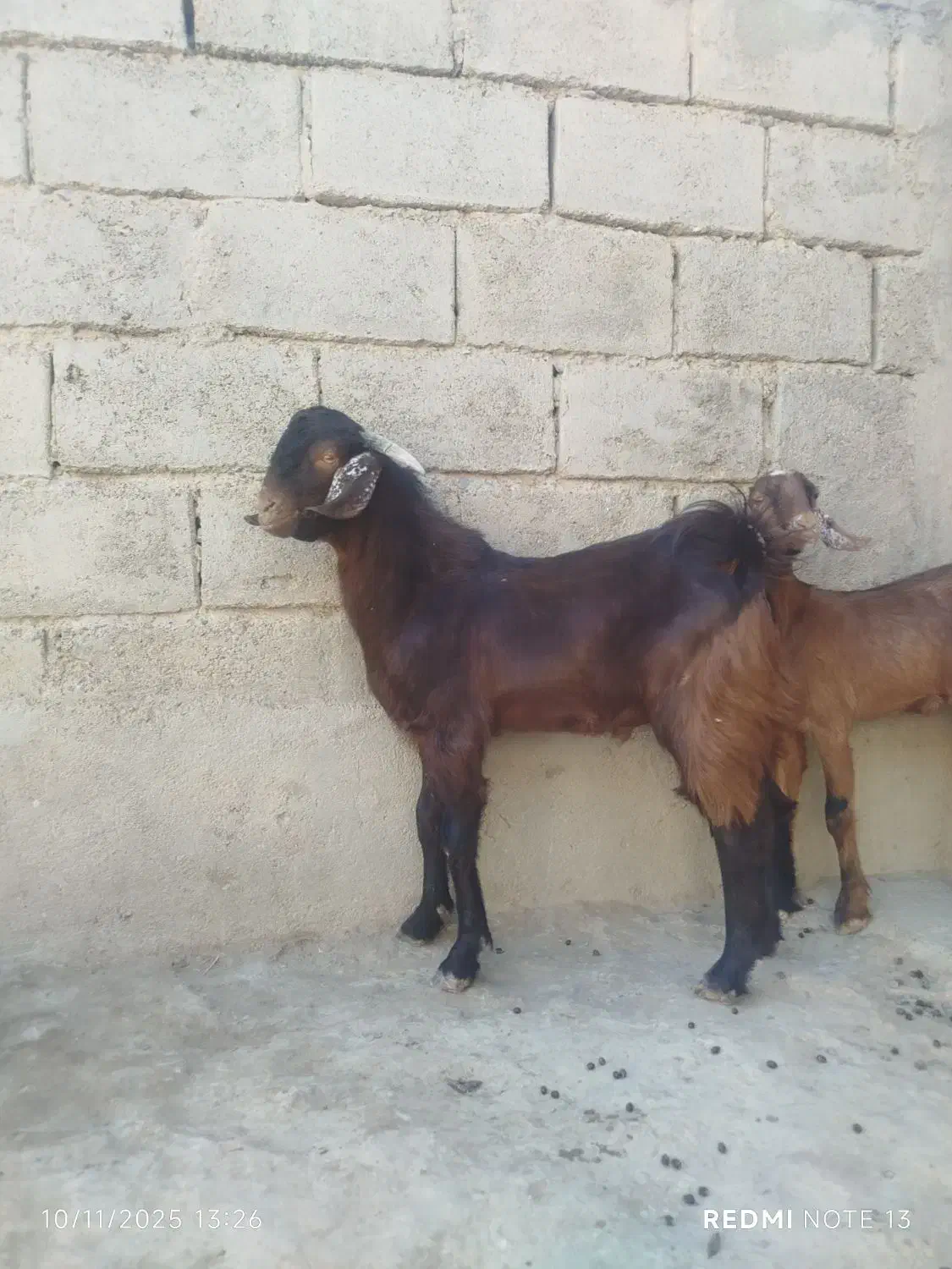 دوعددکهره|حیوانات مزرعه|زابل, |دیوار