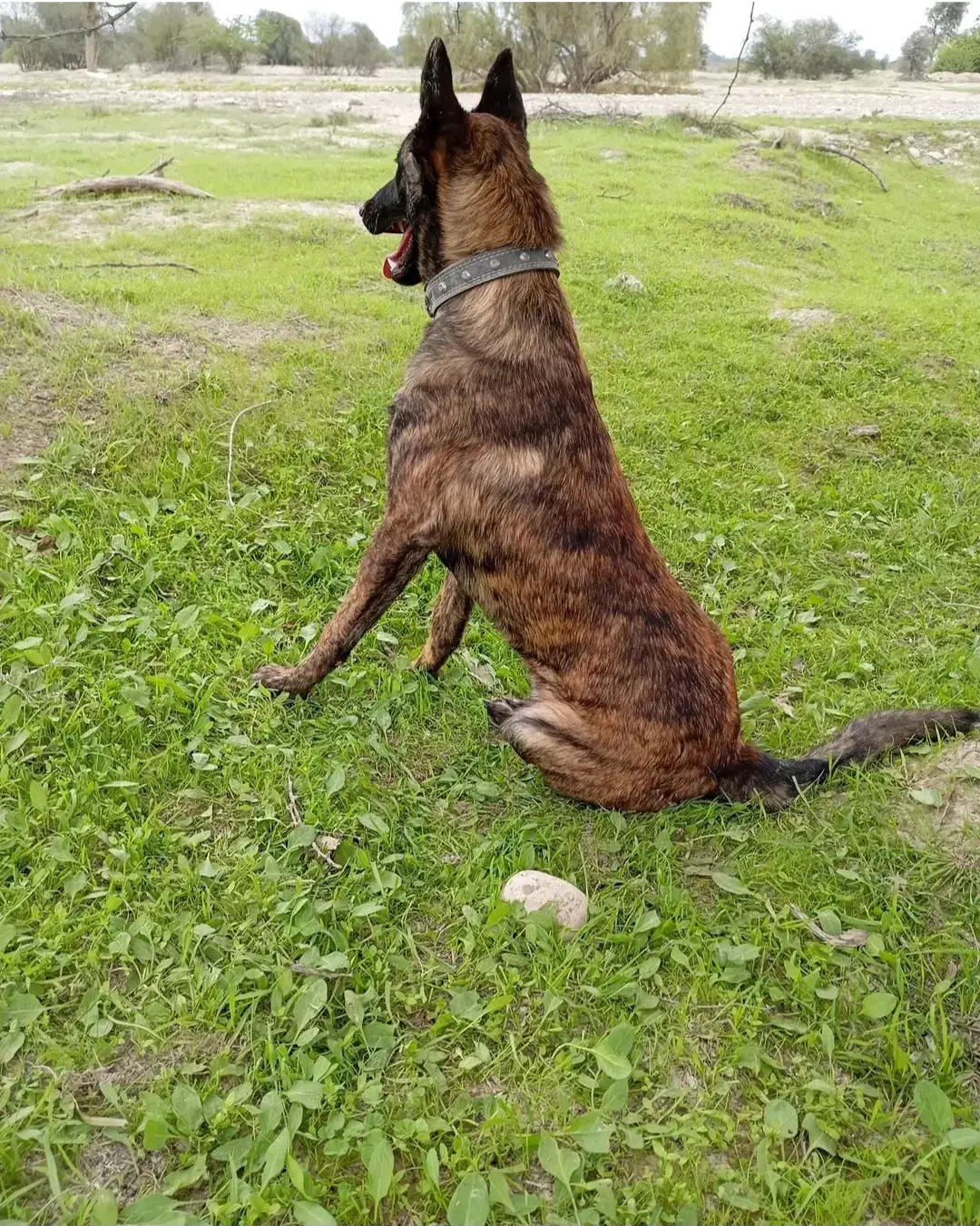 مالونیز قهوه ای|سگ|تخت, |دیوار