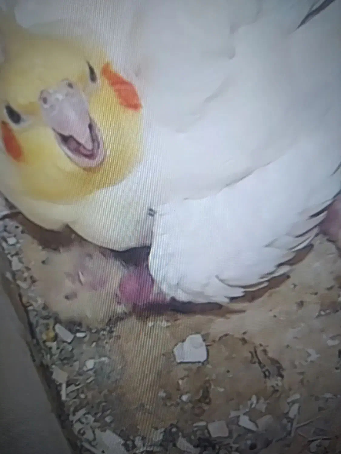 طوطی عروس|پرنده|اقبالیه, |دیوار