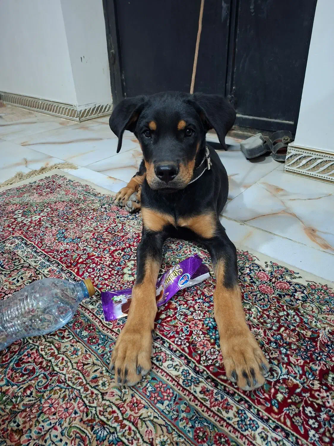 سگ روتوایلر|سگ|کهنوج, |دیوار