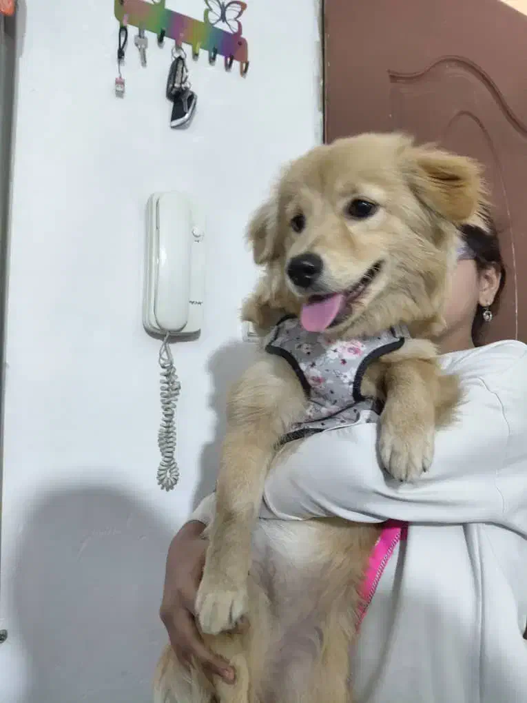 سگ ملوس ۳تومن|سگ|پاکدشت, پاکدشت (مامازند)|دیوار