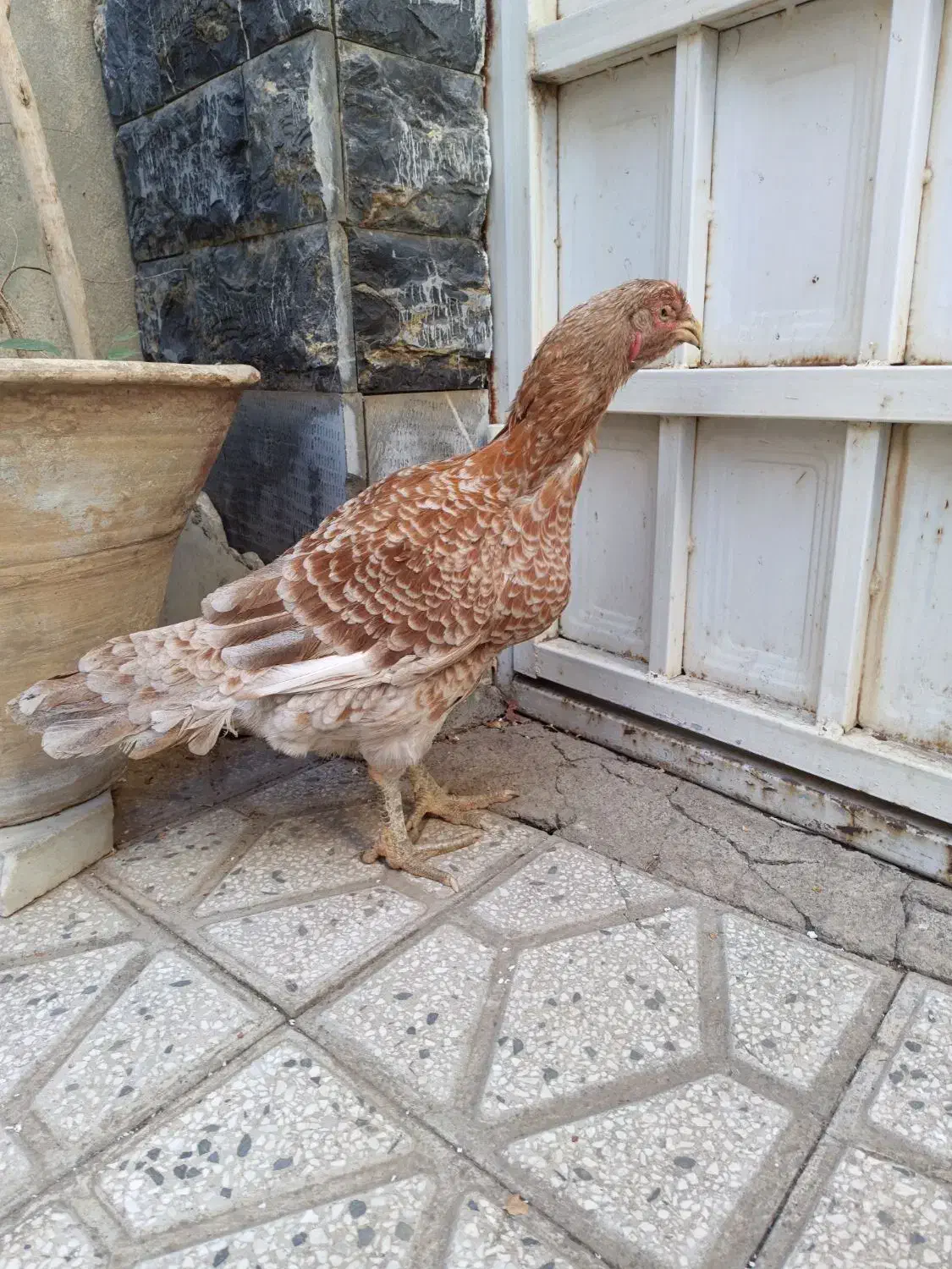 مرغ لاری ،رنگ خاص ،وارداتی از عراق|حیوانات مزرعه|تهران, امیر بهادر|دیوار