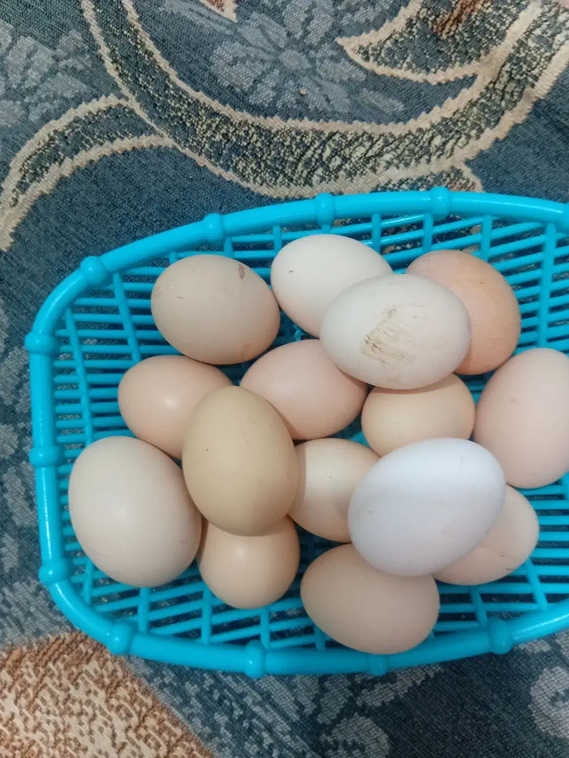 فروش تخم مرغ محلی|حیوانات مزرعه|سبزوار, کلاته سیفر|دیوار