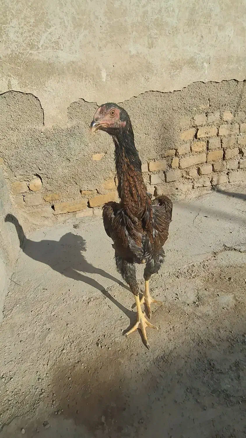 مرغ اوشامو|حیوانات مزرعه|قرچک, فردیس|دیوار