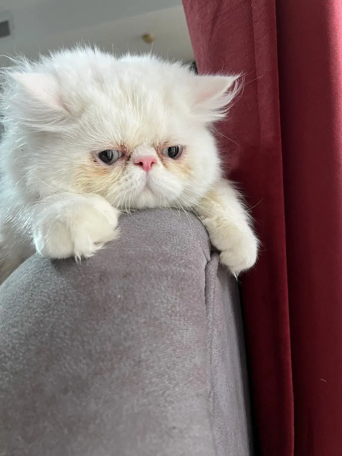 گربه نر ۵ ماهه|گربه|تهران, استخر|دیوار