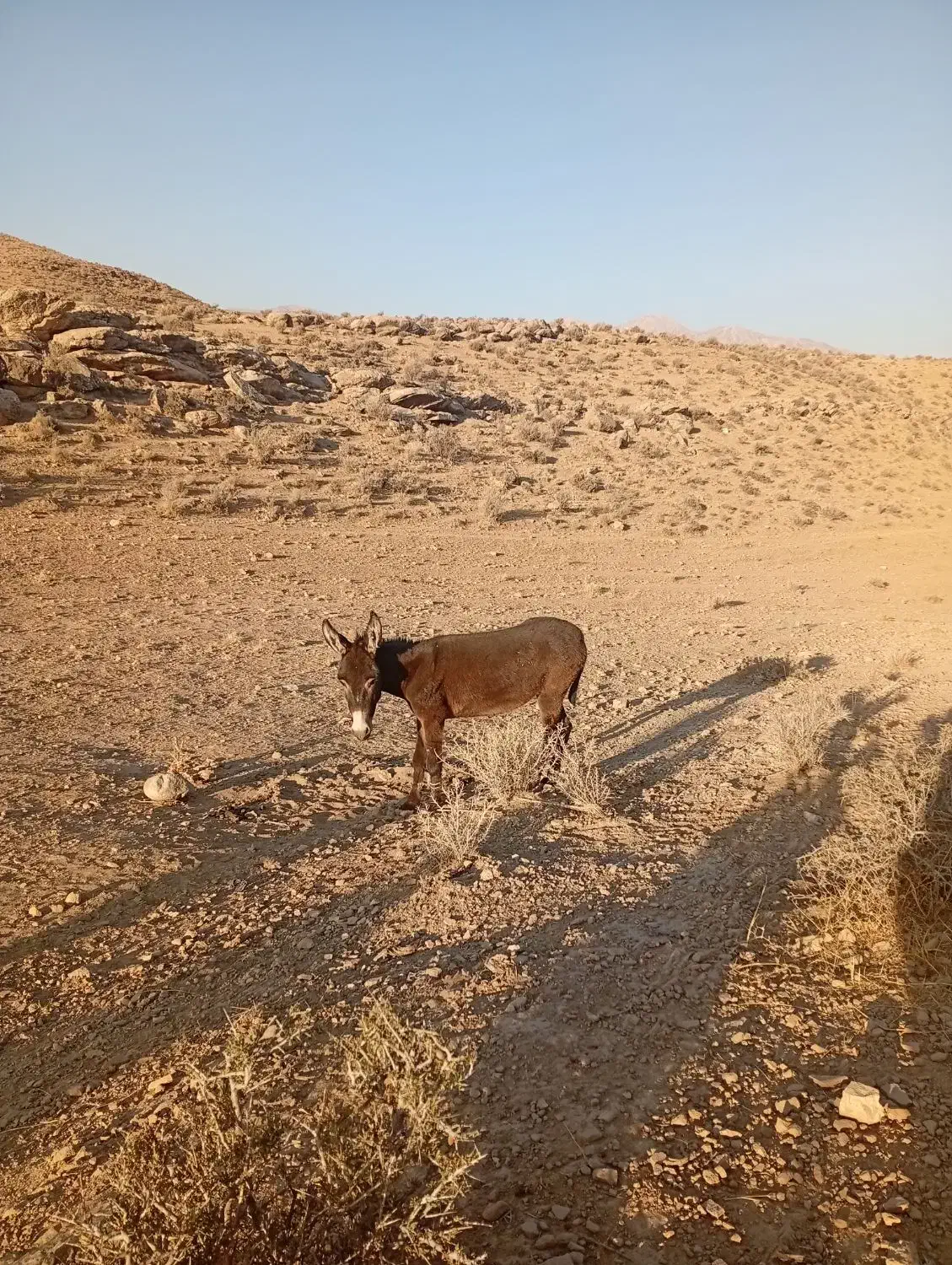 خر جوان ماده|حیوانات مزرعه|شیراز, گل سرخ|دیوار