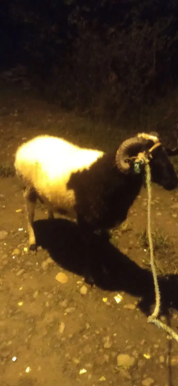 فروش بره نر جوان گوشتی|حیوانات مزرعه|اطاقور, |دیوار