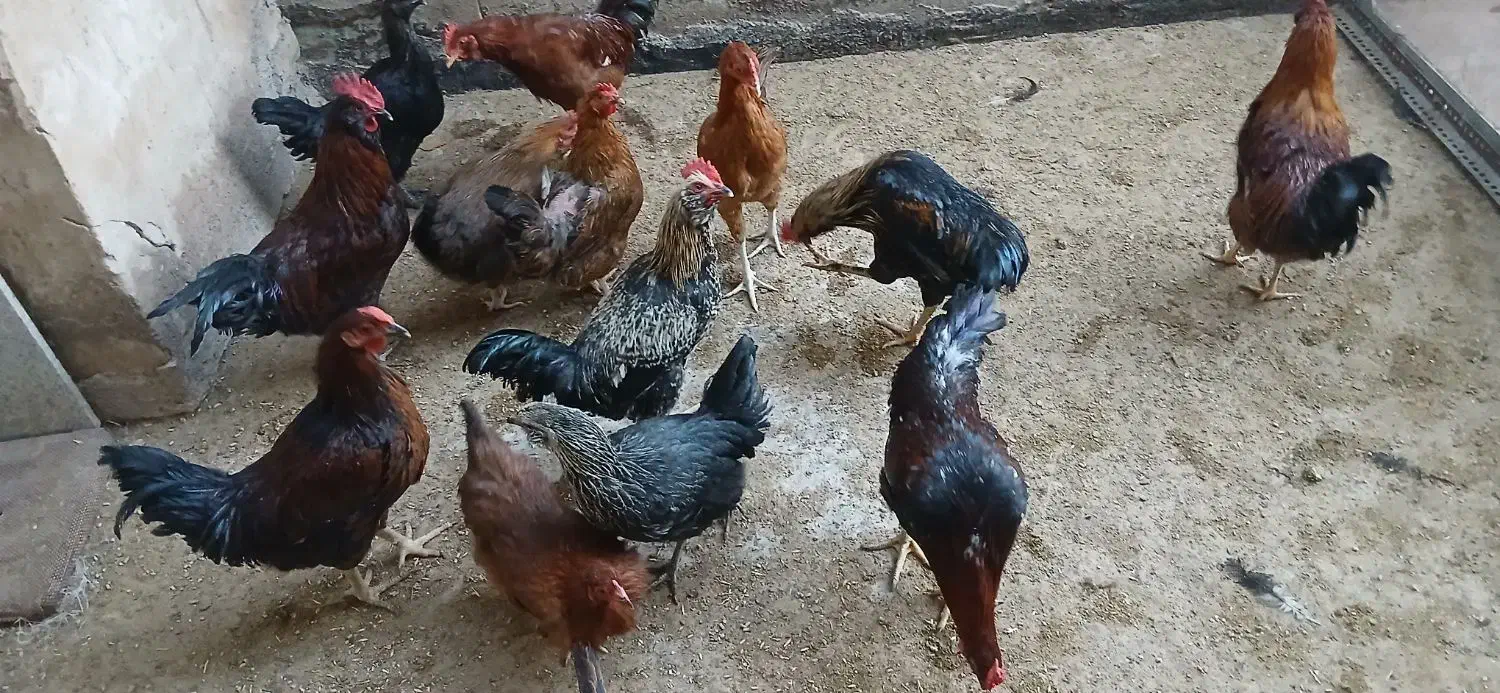 خروس رسمی محلی|حیوانات مزرعه|قم, صفائیه|دیوار