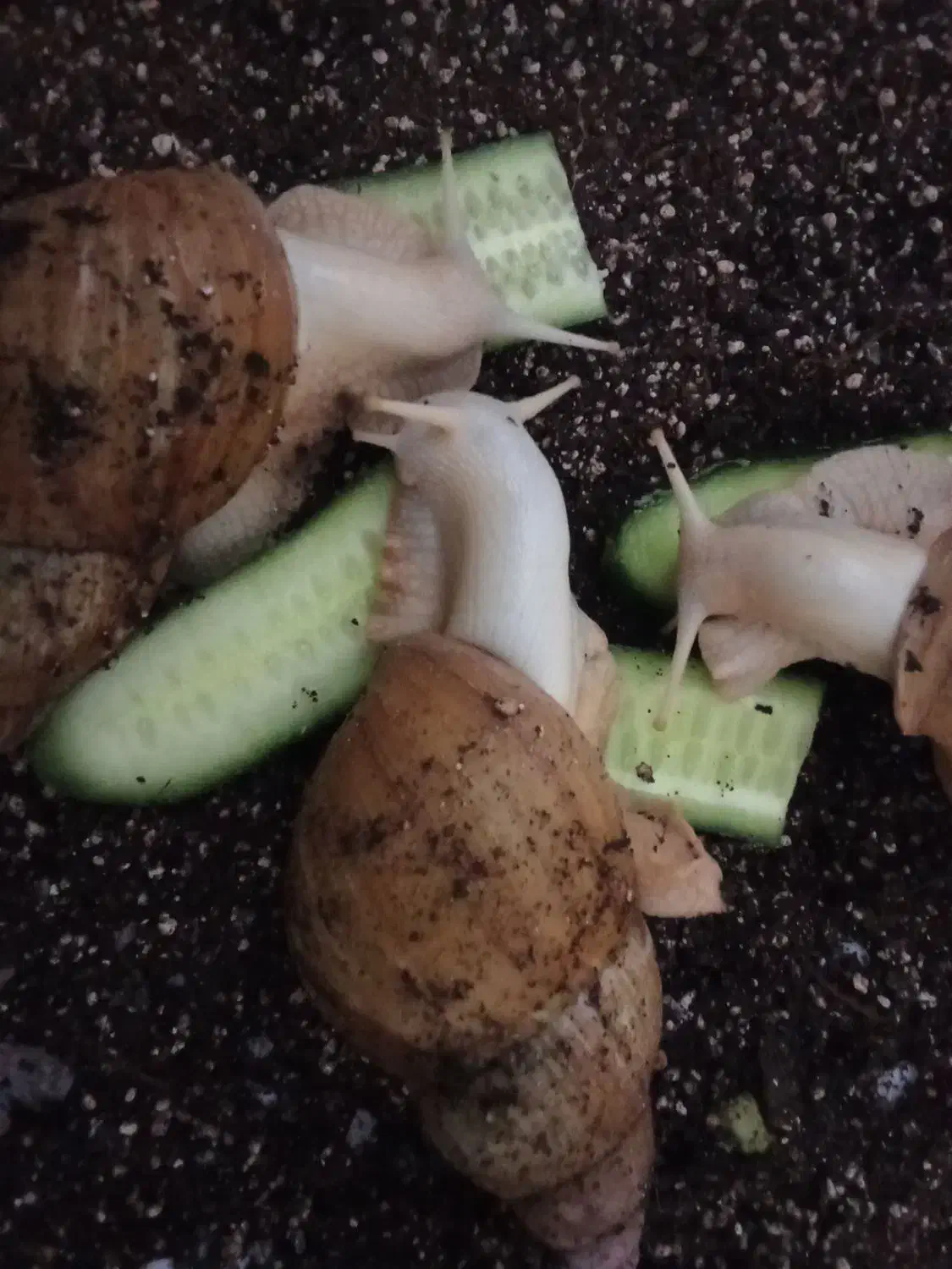 حلزون مولد|خزنده|آبادان, |دیوار