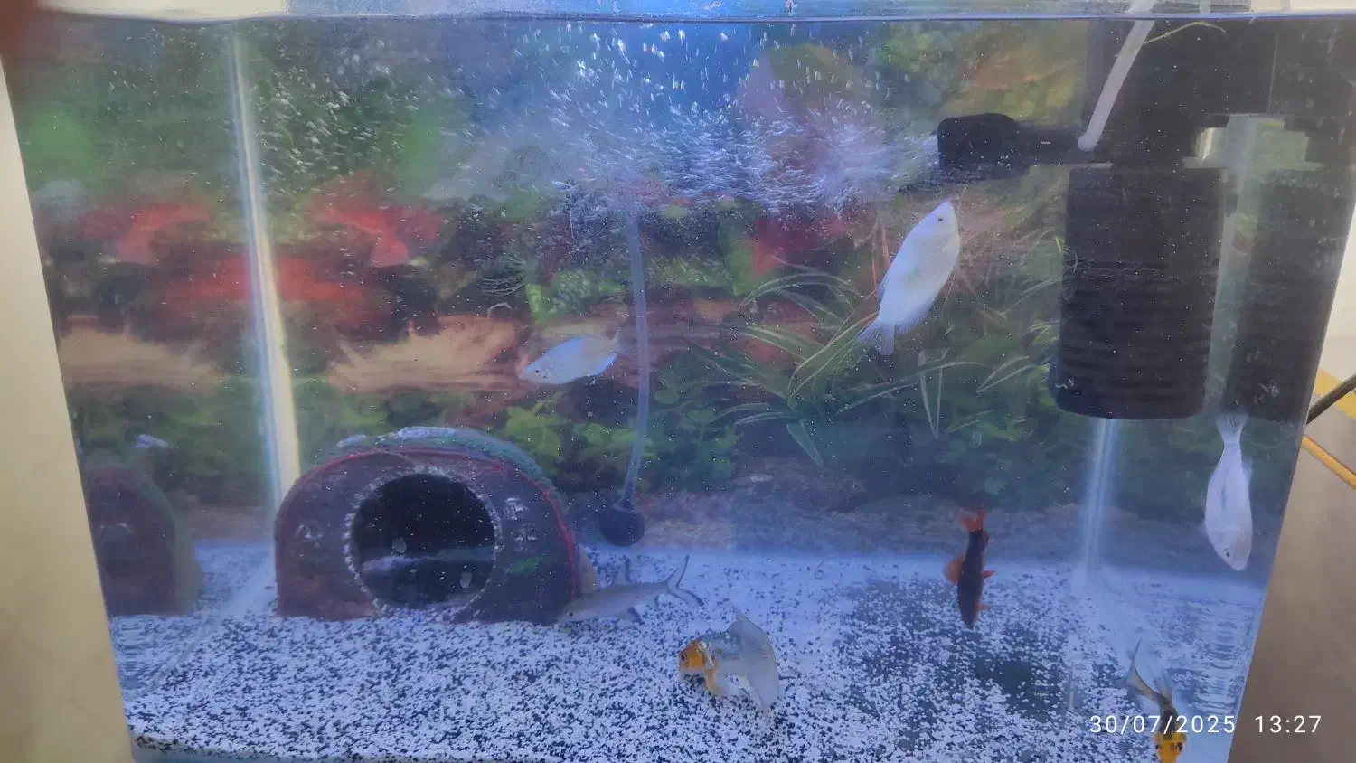 آکواریوم شیشه خم|ماهی|زنجان, |دیوار