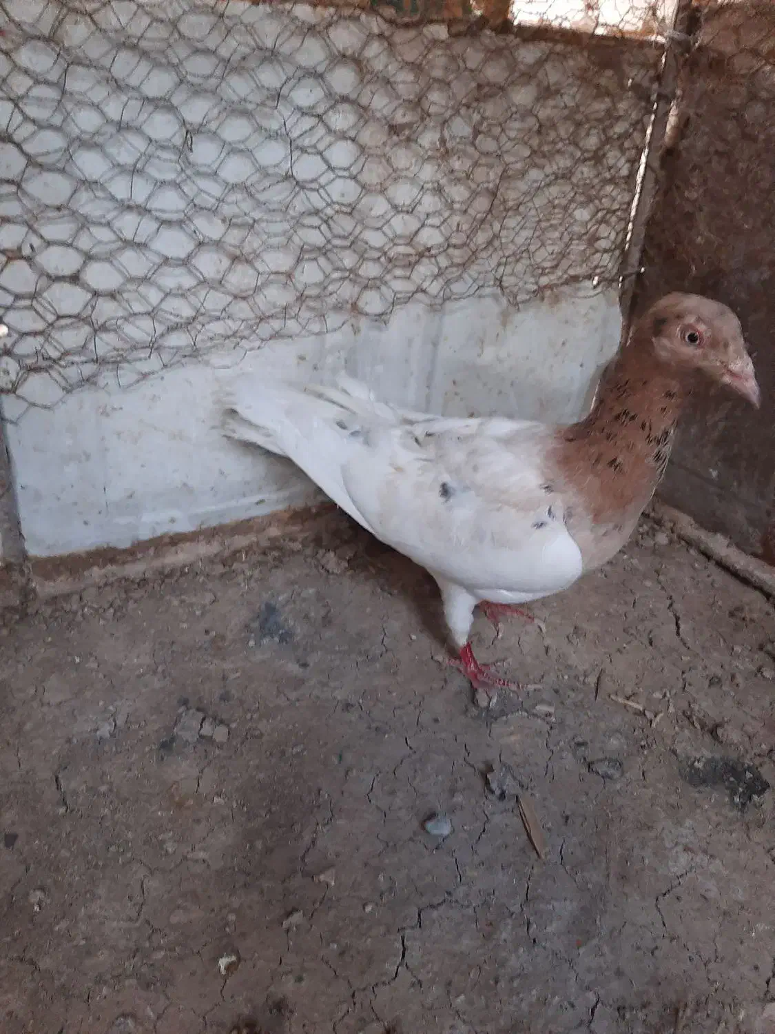 کبوتر|پرنده|قزوین, |دیوار