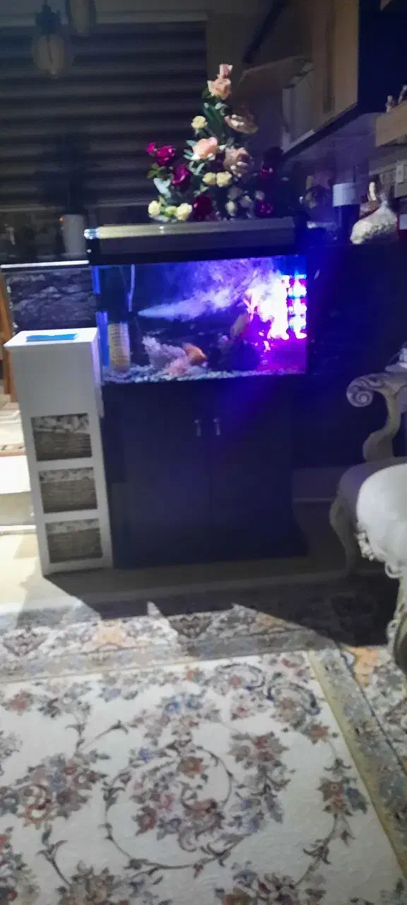 آکواریوم در حد نو|ماهی|بیرجند, |دیوار