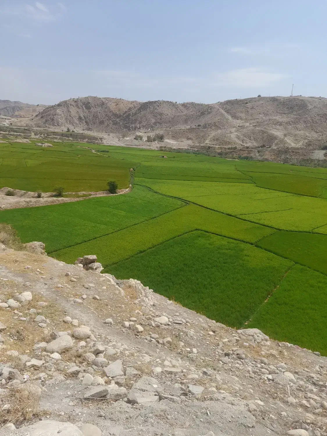 شراکت زمین کشاورزی|مشارکت در ساخت املاک|کامیاران, |دیوار