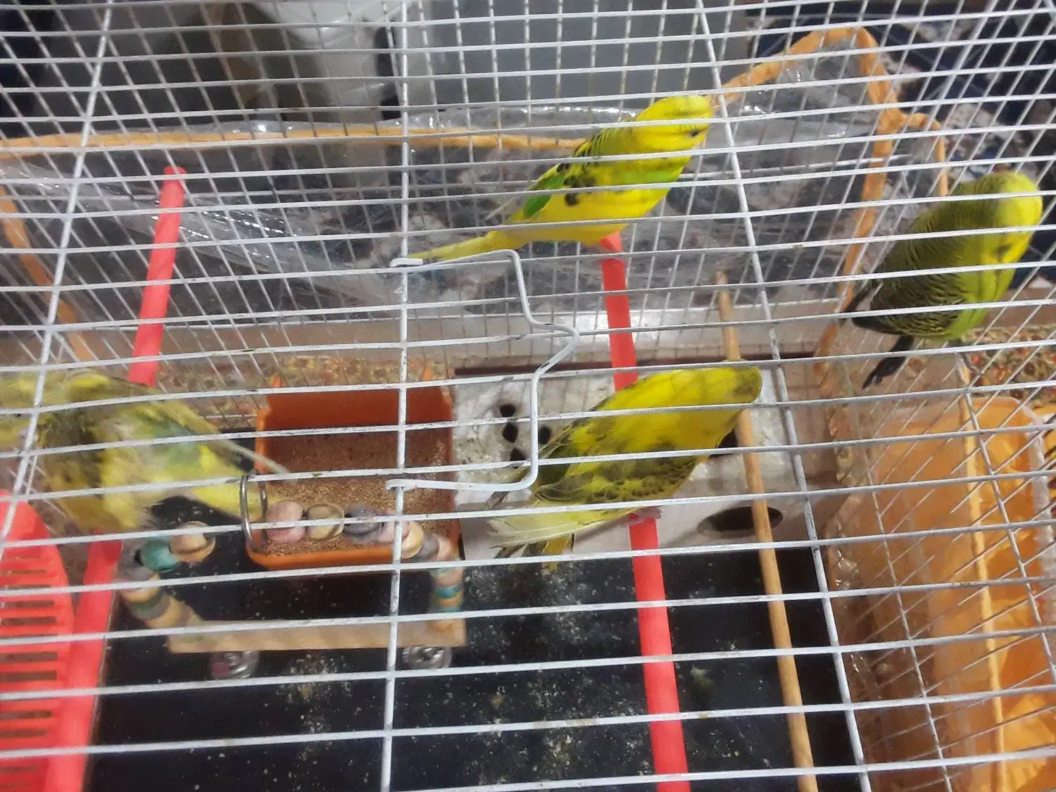 مرغ عشق|پرنده|اصفهان, فجر|دیوار