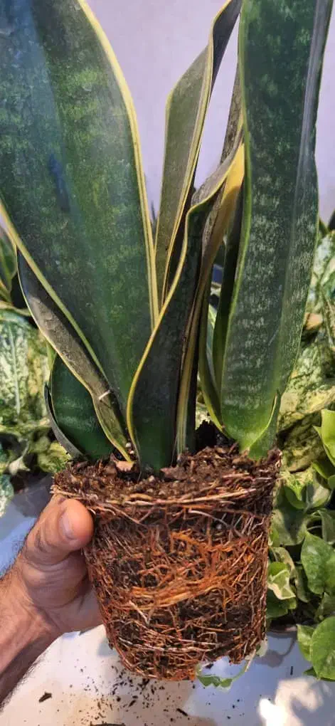 حراج گیاه آپارتمانی طبیعی|گل و گیاه طبیعی|اهواز, آریاشهر|دیوار