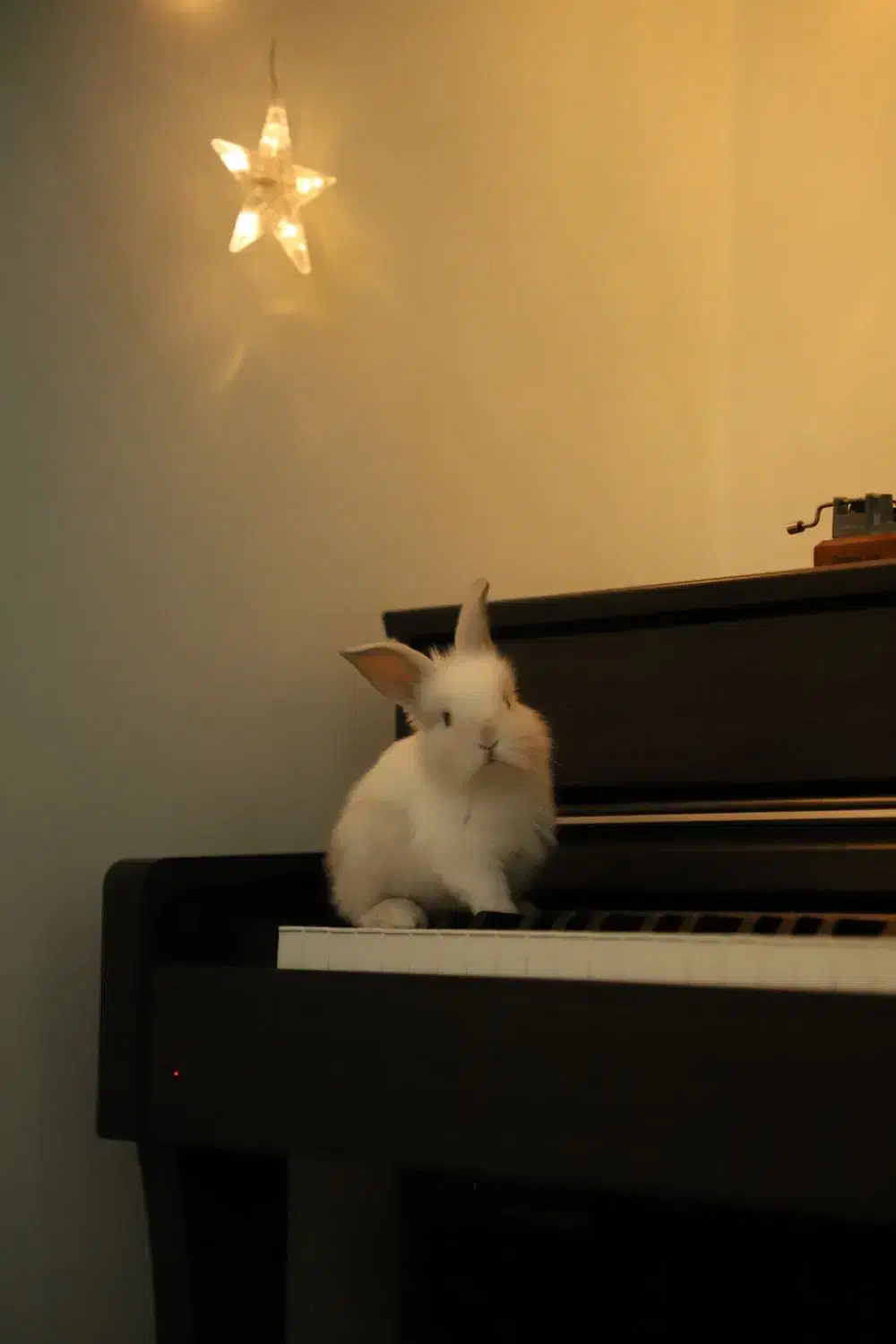 آموزش پیانو برای کودکان و بانوان|خدمات آموزشی|قزوین, |دیوار