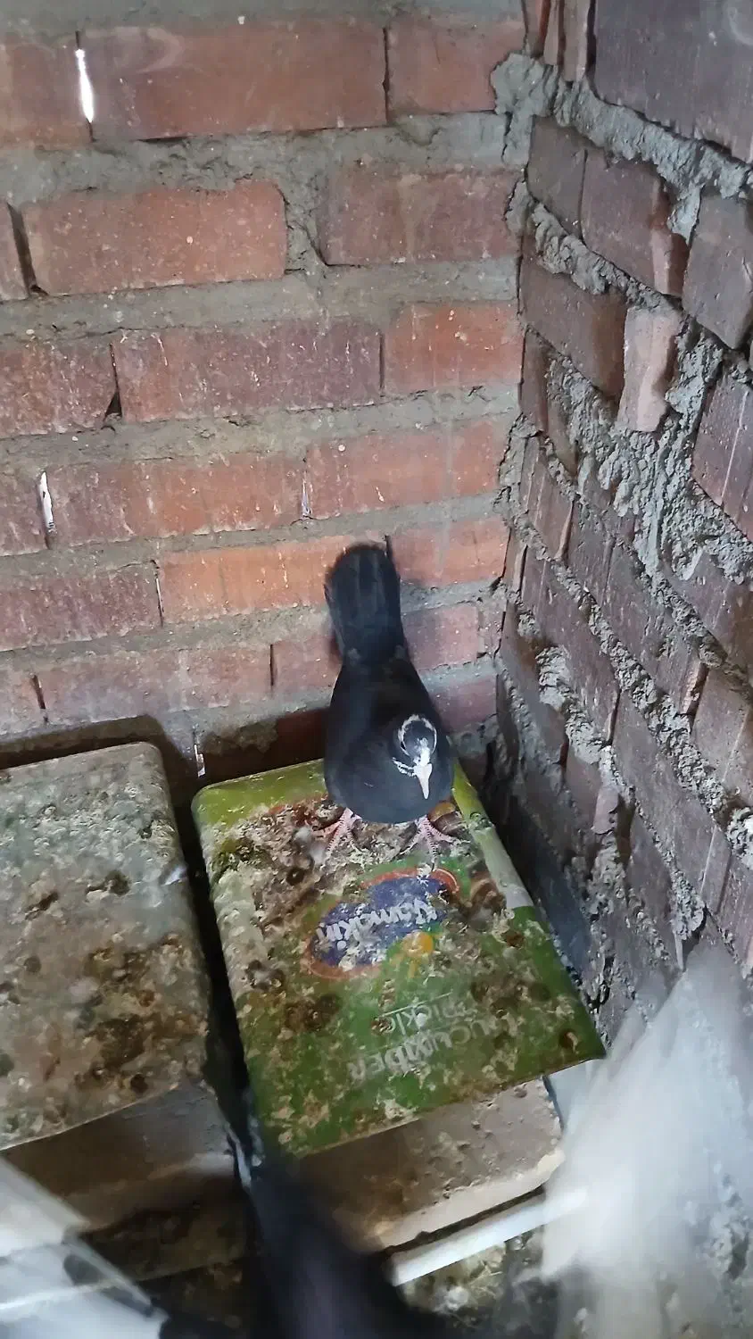 کبوتر پلنگ|پرنده|ماهان, |دیوار