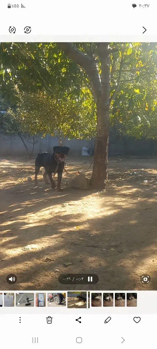 روتفایلر|سگ|انگوت, |دیوار