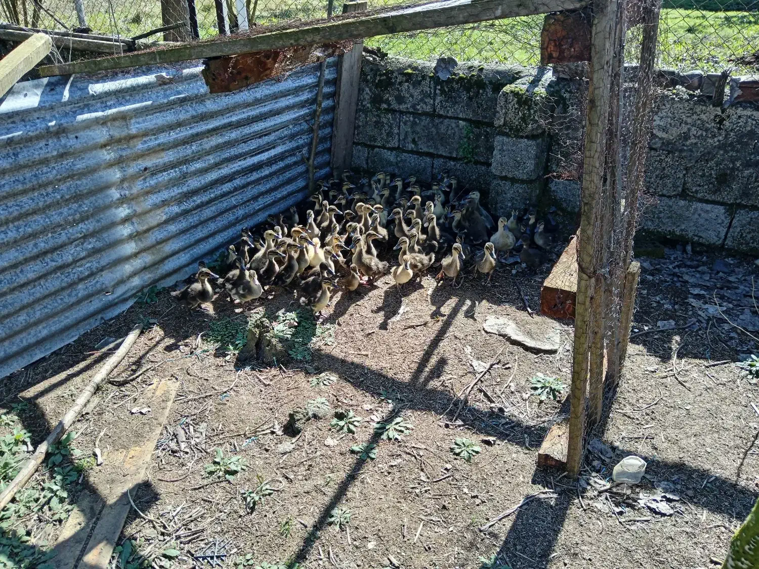 جوجه اردک|حیوانات مزرعه|رشت, حومه رشت|دیوار