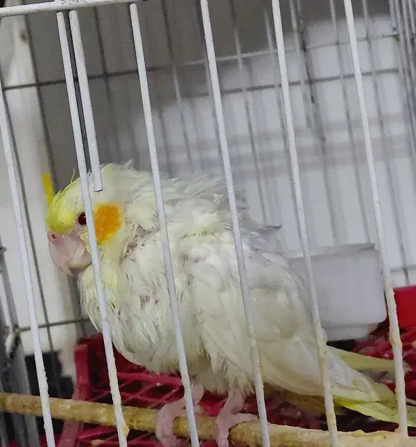 عروس هلندی تخفیف دارد|پرنده|مهدی شهر, |دیوار