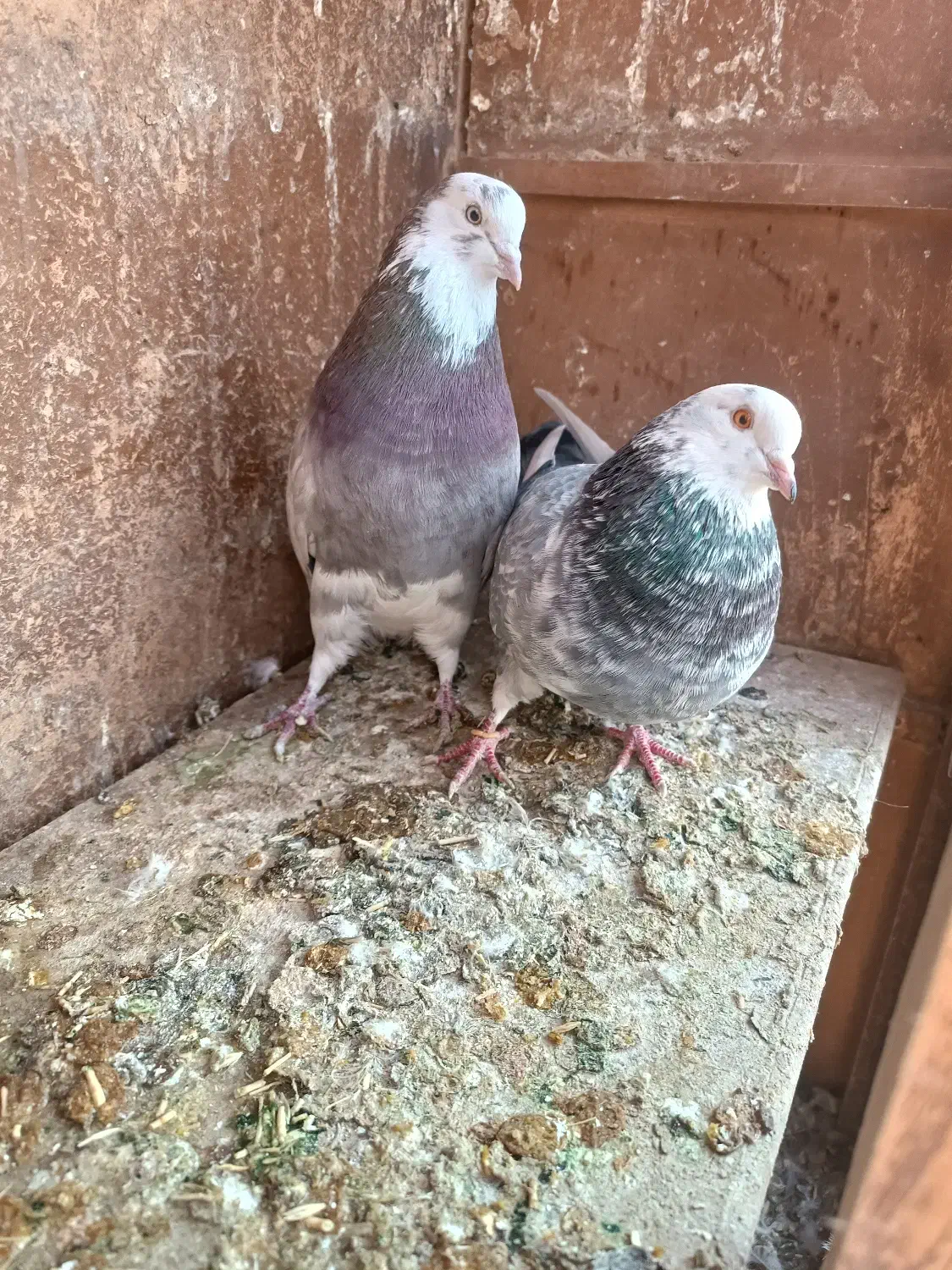 جفت نرو ماده انتیک|پرنده|فرمهین, |دیوار