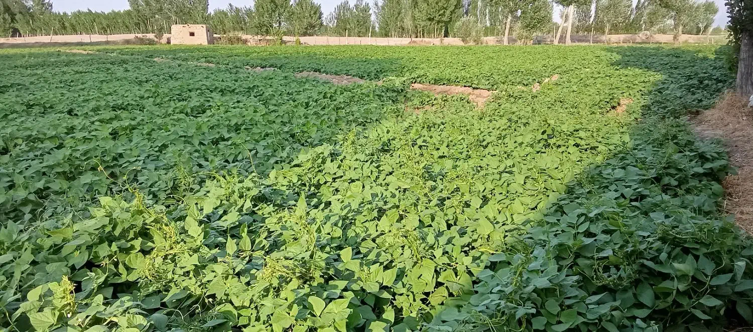 بذر لوبیا|گل و گیاه طبیعی|سراب, |دیوار