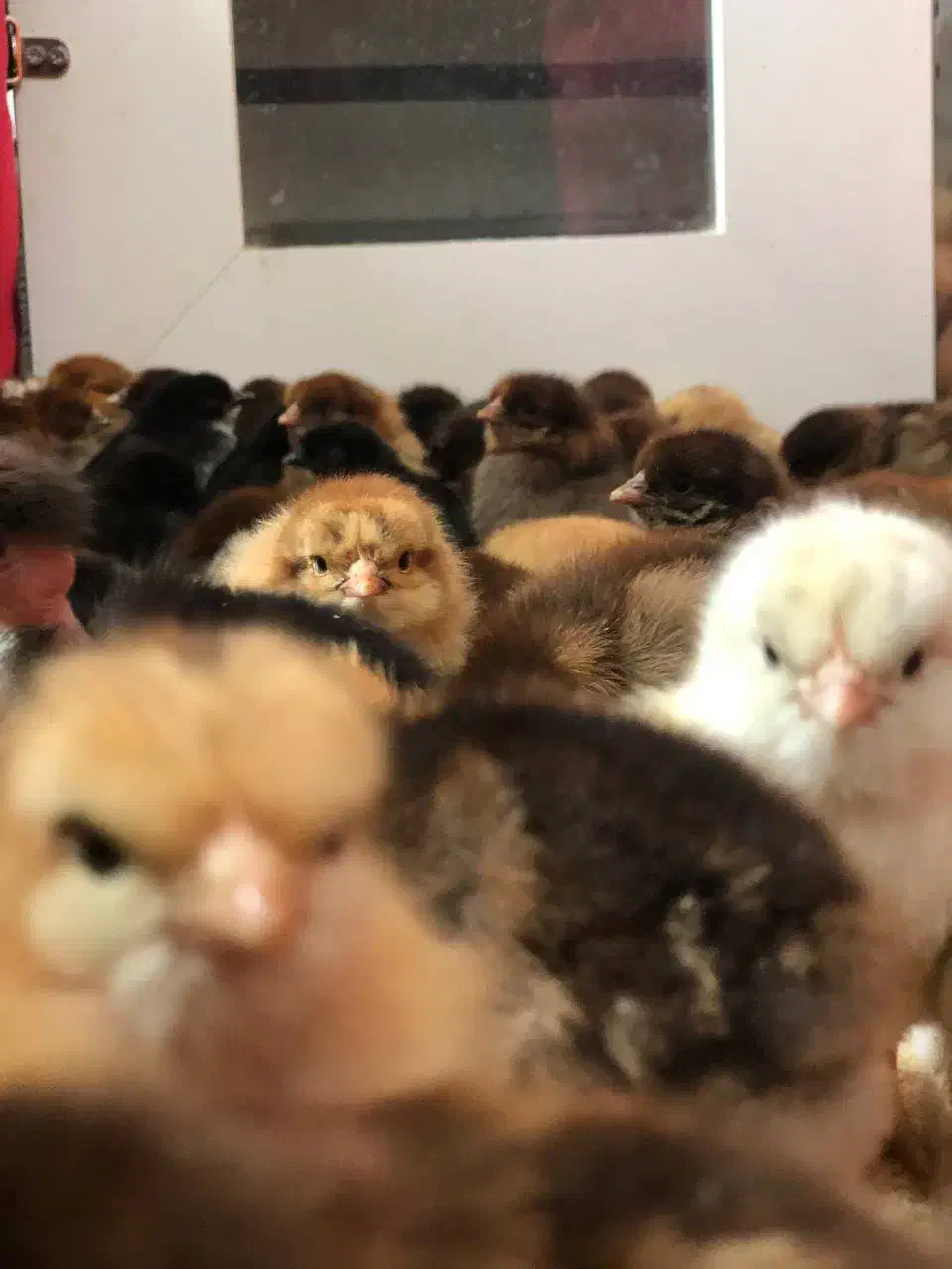 جوجه نژاد دار و محلی|حیوانات مزرعه|تربت جام, جامی|دیوار