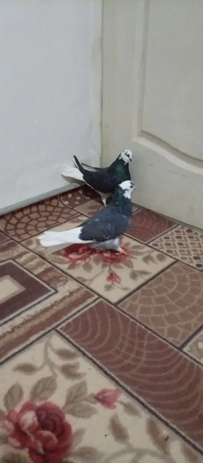 اگه کفتر بازی حتما نگاه کن|پرنده|اسلامشهر, چیچکلو|دیوار