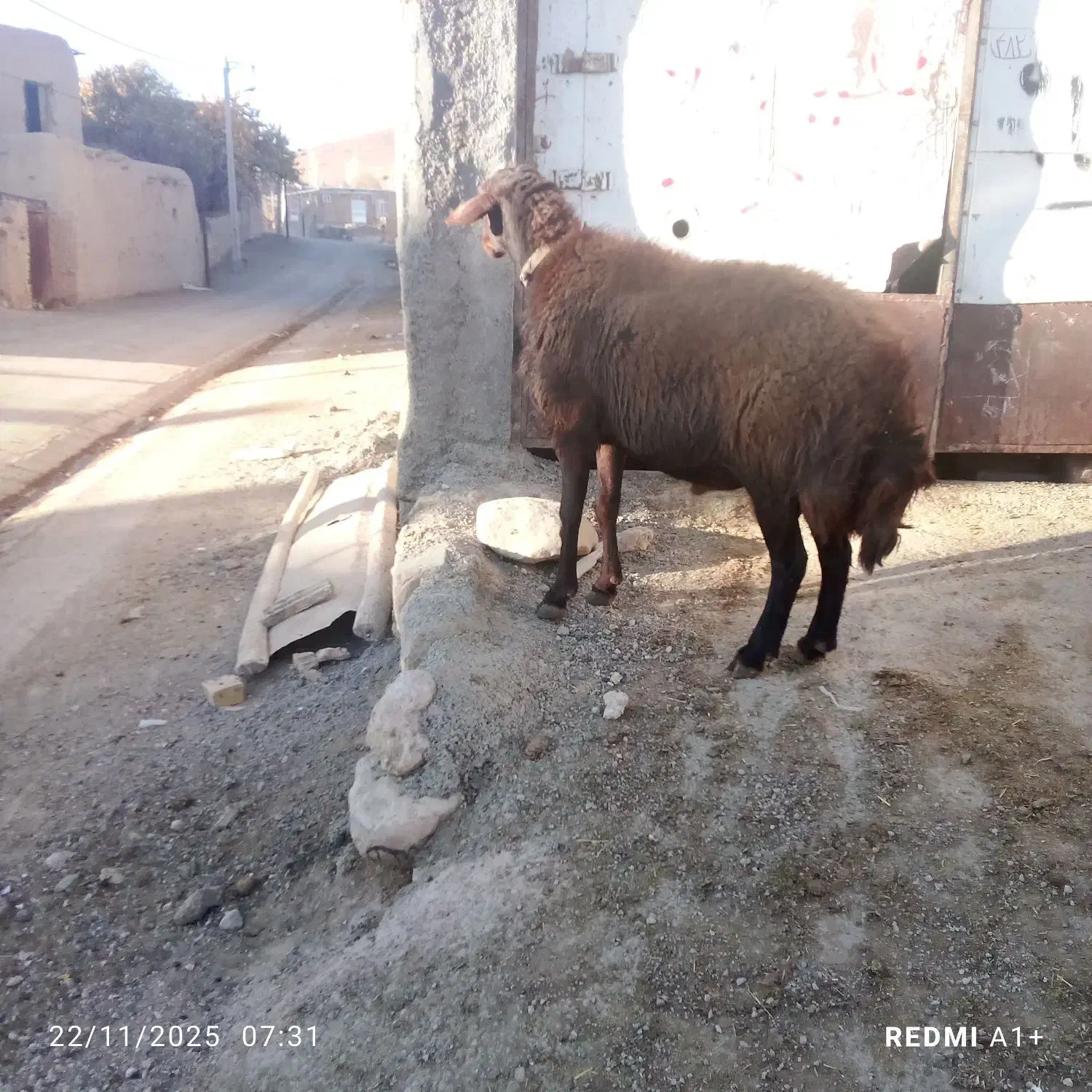 قوچ چهار دندون گله گرد درجه یک|حیوانات مزرعه|سرولایت, |دیوار